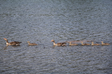 Swimming Greylag goose Anser anser family in Sweden © ClaraNila