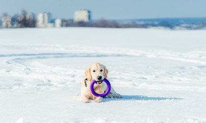 Cute dog lying on snow