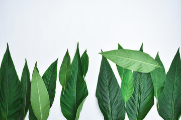 Obraz premium Creative minimal arrangement of leaves on bright white background. Flat lay. Natural concept.