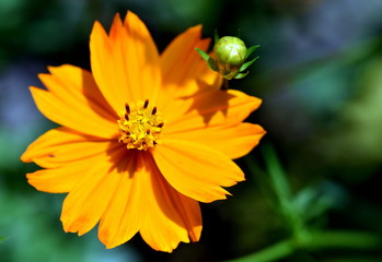 Blüte und Knospe einer gelben Kosmee