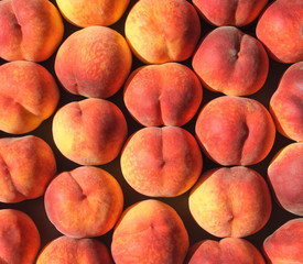 Fresh peaches in the bright rays of the sun.