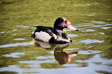 A view of a Rosybill Duck