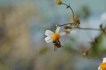 Honeybee on a flower