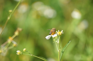 Honeybee on a flower