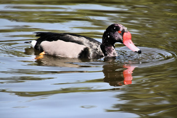 A view of a Rosybill Duck