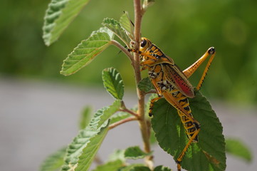 Grasshopper in the Everglades