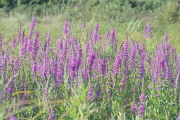 Herbaceous medicinal plant with beautiful flowers of Lythrum salicaria. Ornamental plants for landscaping. Macro photography.