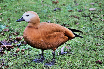 A view of a Ruddy Shelduck