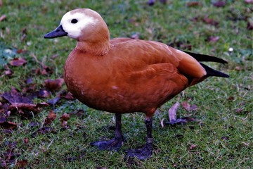 A view of a Ruddy Shelduck
