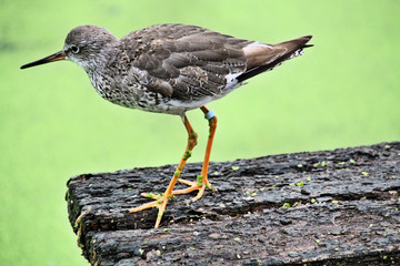 A view of a Ruff