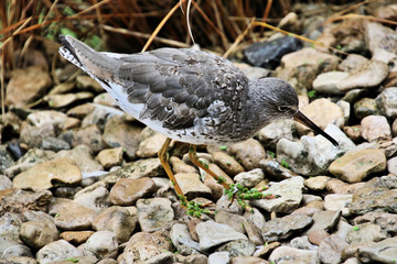 A view of a Ruff
