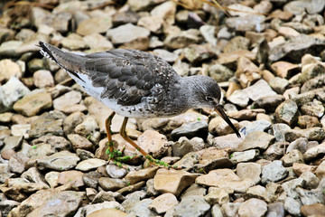 A view of a Ruff