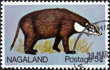 Badger omnivore animal (Nagaland 1969)