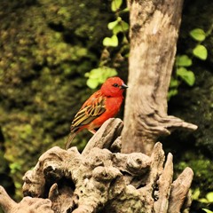 A Scarlet Fich