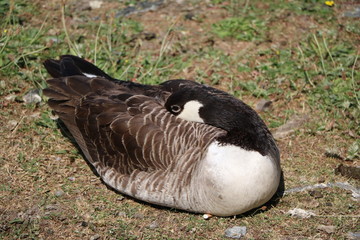Sleeping Canada goose Branta canadensis, Sweden