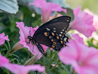 Close up of Spicebush Swallowtail Butterfly gathering nectar from pink petunias.
