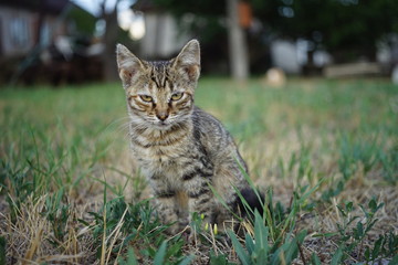 Cute tabby kitten sitting in the summer garden on the grass.