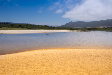 Fototapeta na wymiar Many gulls of ducks of birds on the lake with yellow turbid water on the beach on the beach.