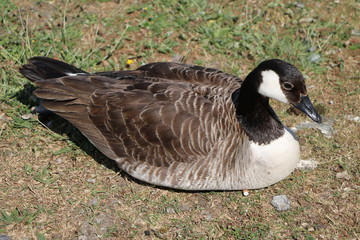Branta canadensis, Sweden © ClaraNila