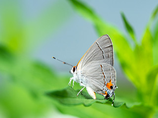 Close up of Gray Hairstreak Butterfly on green leaf showing detail of wings, face and antennae.