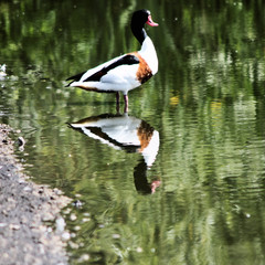 A view of a Shelduck