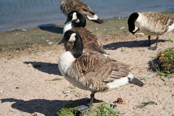 Many Canada goose in Kalmar, Sweden