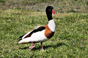 A close up of a Shelduck