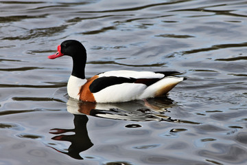 A close up of a Shelduck