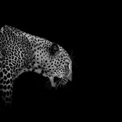Fototapeta na wymiar leopard in black background