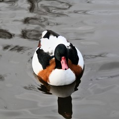 A view of a Shelduck