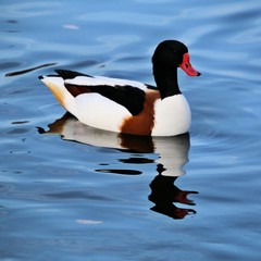 A view of a Shelduck