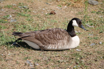 Branta canadensis, Sweden