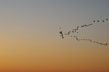 Flock of sea ducks flying in the sky