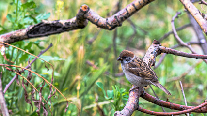 A sparrow in the garden sits on a dry branch on a summer day.