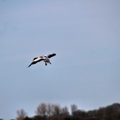 A picture of a Shelduck