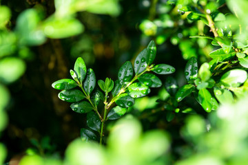 green leaf with dew drops