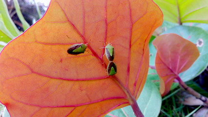 Escarabajos verdes en hoja naranja intenso