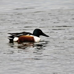 A view of a Shoveller Duck on the water