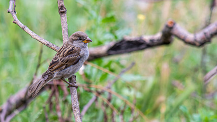 A sparrow in the garden sits on a dry branch on a summer day.