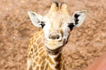Close ups of giraffes at the giraffe manor in kenya