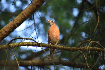 American robin (Turdus migratorius) perched on a branch
