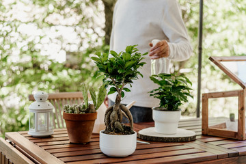 Senior man spraying house plants