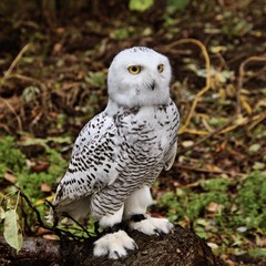 A picture of a Snowy Owl