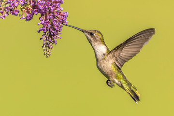 Plakat Hummingbird Feeding