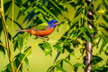 Male Painted Bunting