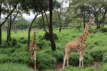 Close ups of giraffes at the giraffe manor in kenya