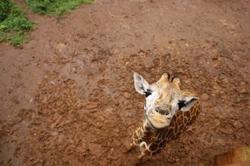 Close ups of giraffes at the giraffe manor in kenya