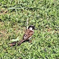 A Sparrow on the groud