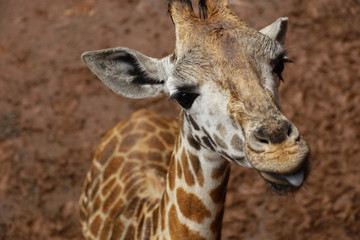 Africa Safari in Maasai Mara