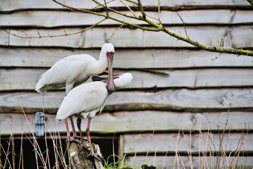 A view of a Spoonbill